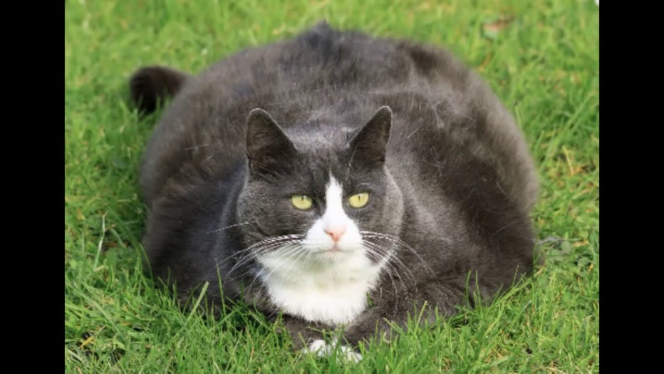 Жирная кошка
