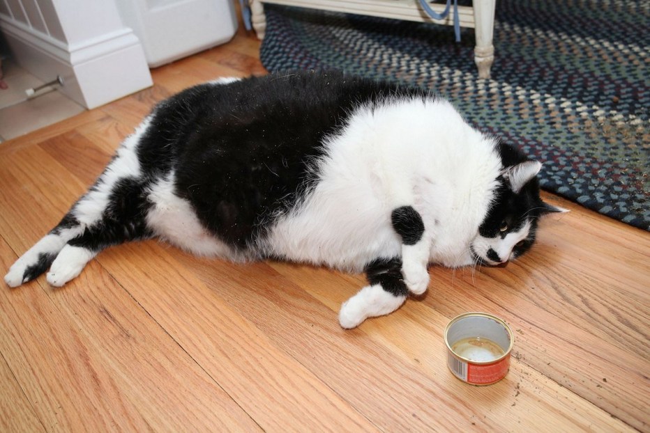 Ожирение у кота
