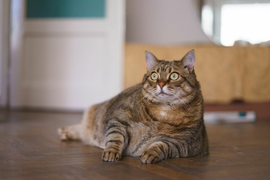 Толстые котики