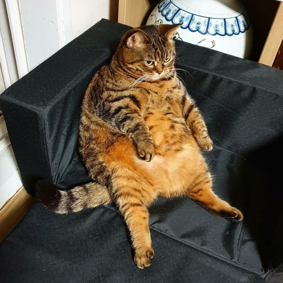 Наглый жирный кот