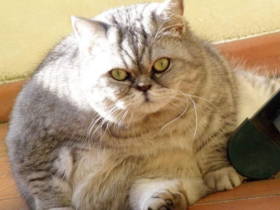 Жирная кошка