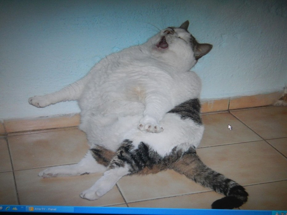 Жирный жирный кот