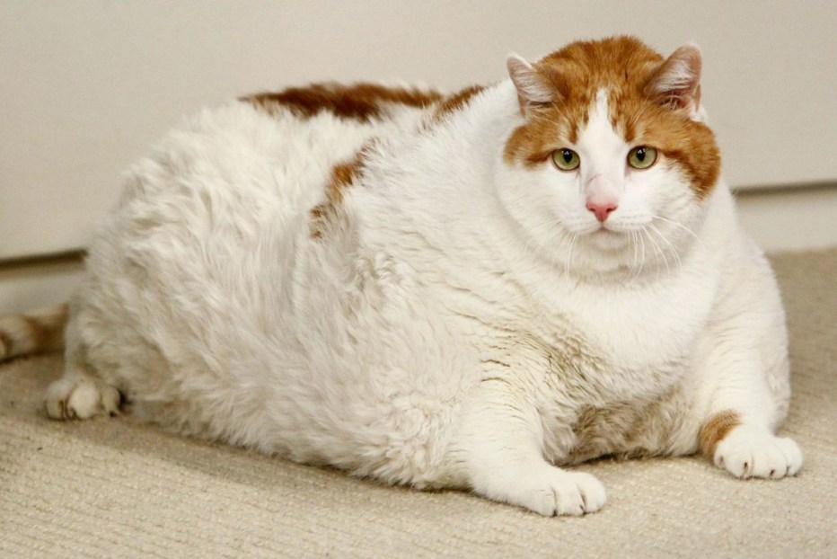 Жирные коты
