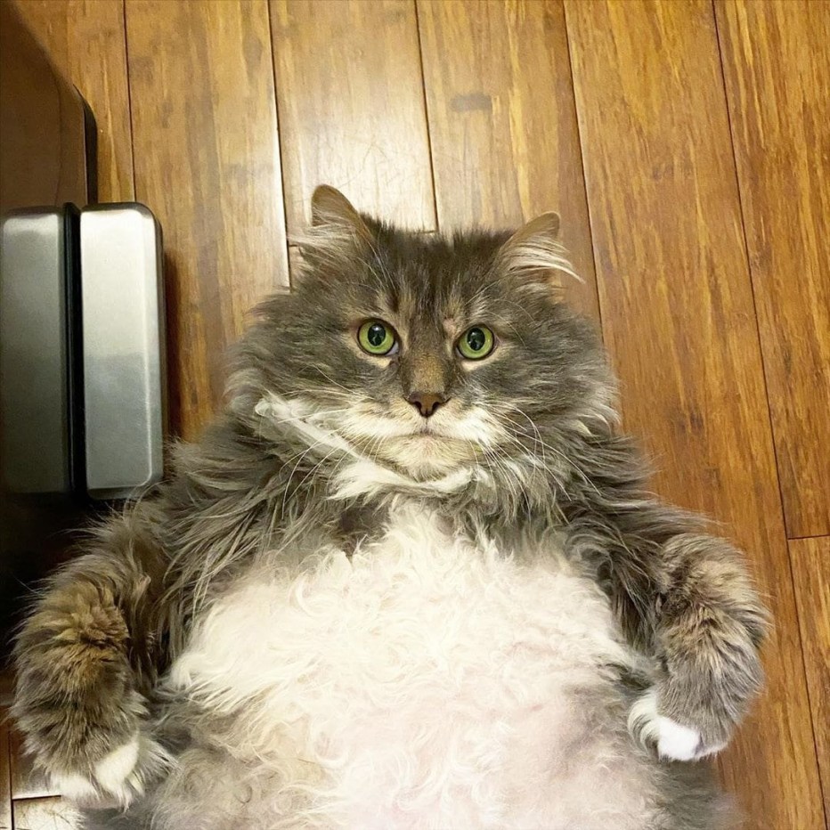 Кот Уилфорд
