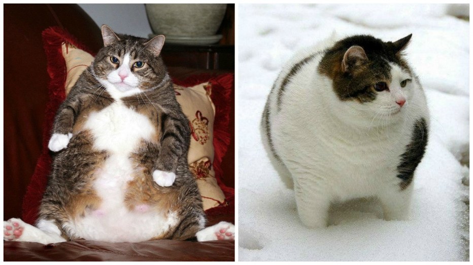 Толстые коты милые
