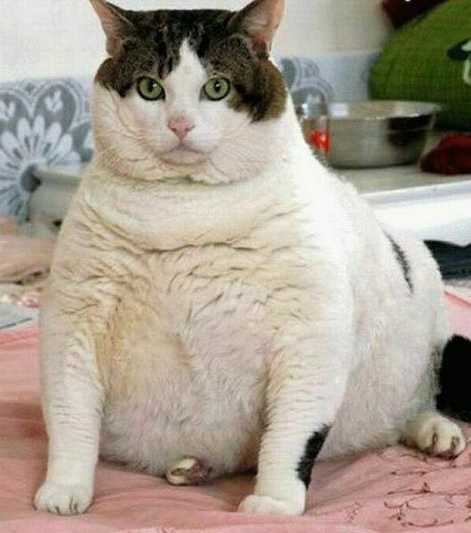Толстый кот