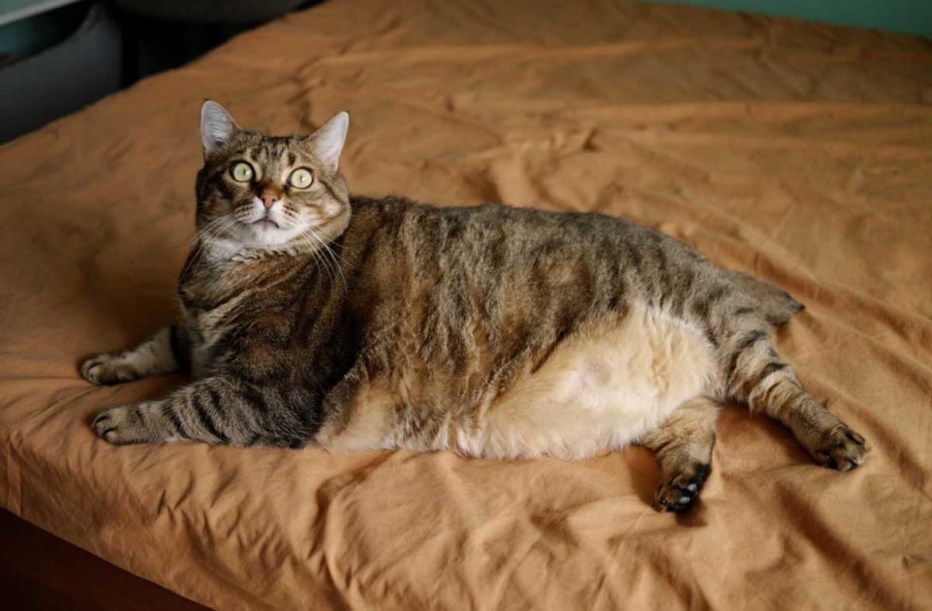 Жирный котик