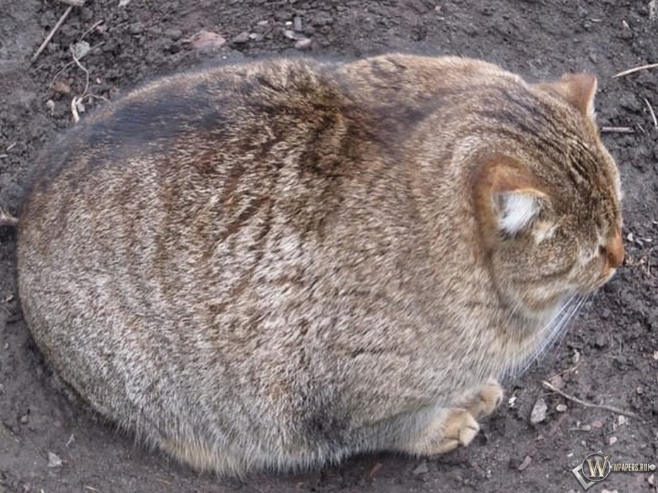 Кот породы спиешьпей