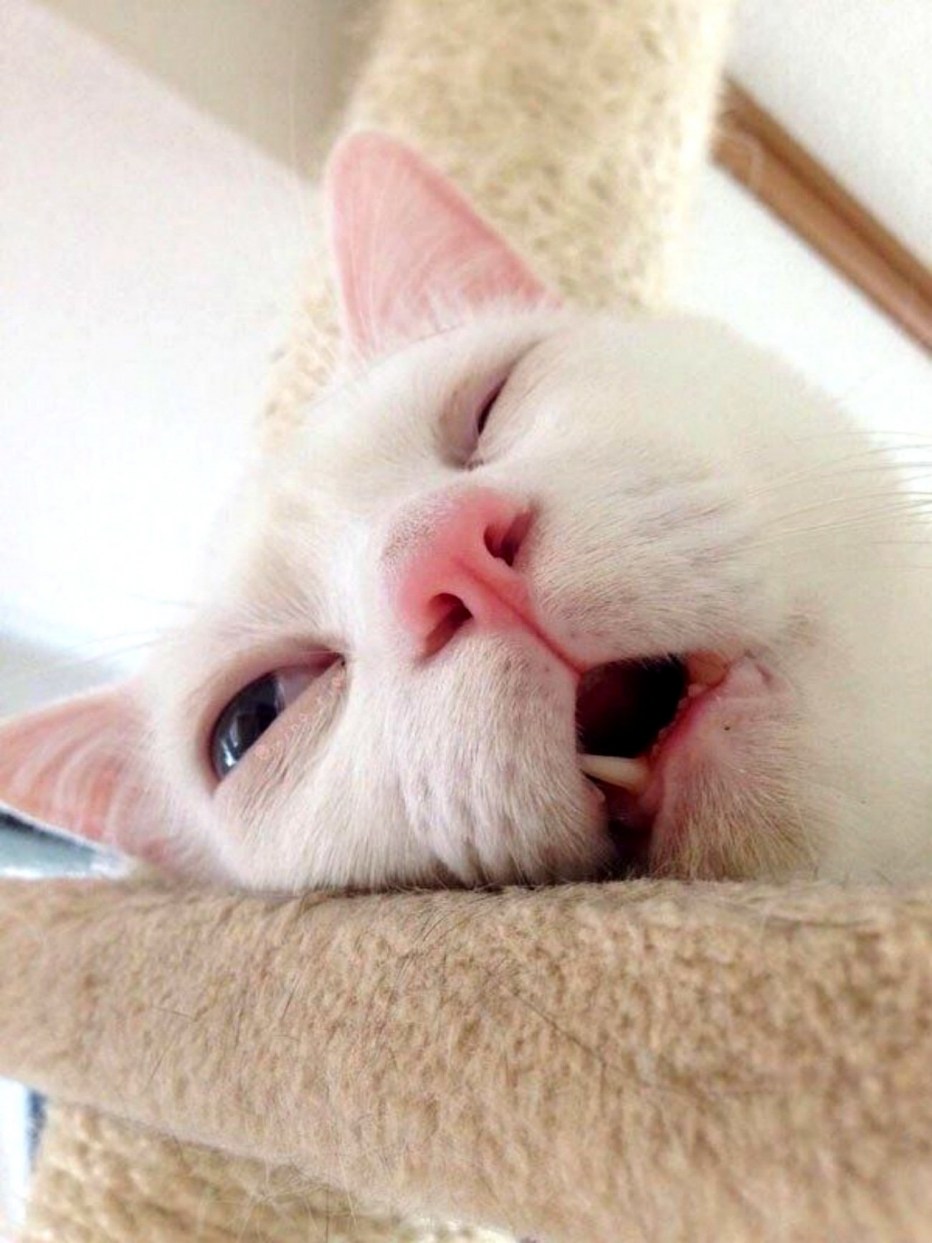 Кот с высунутым языком лежит на боку
