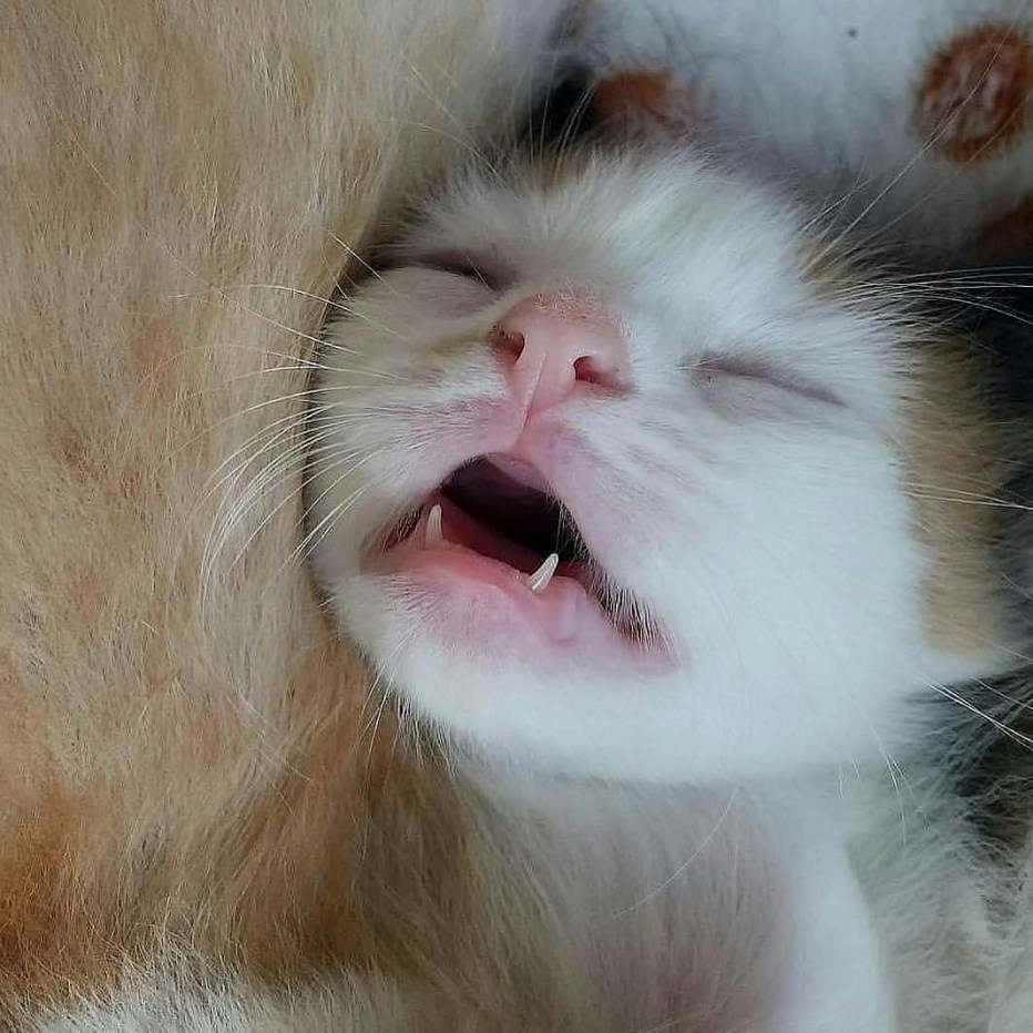 Коты с высунутым языком