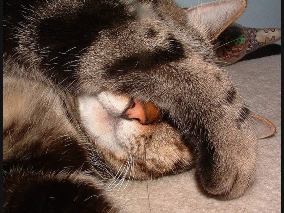 Открытка кот зевает