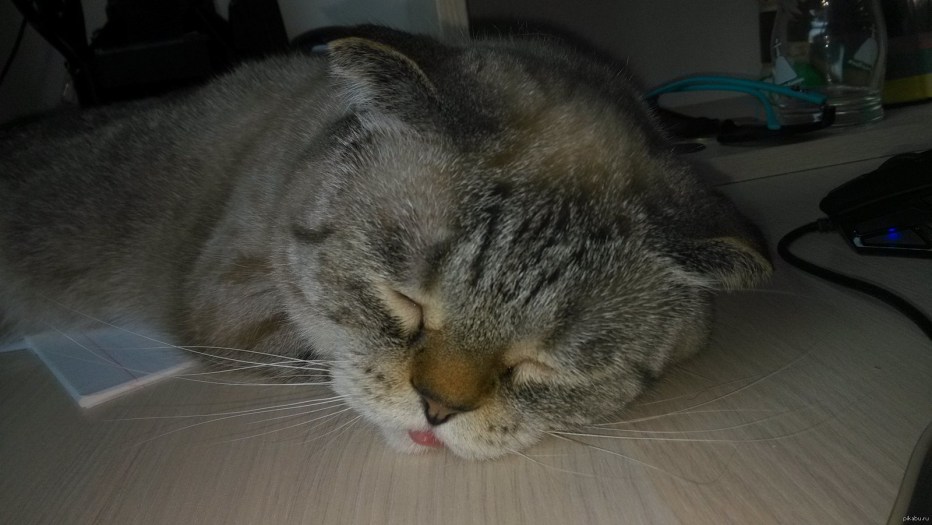 Кот с высунутым языком лежит