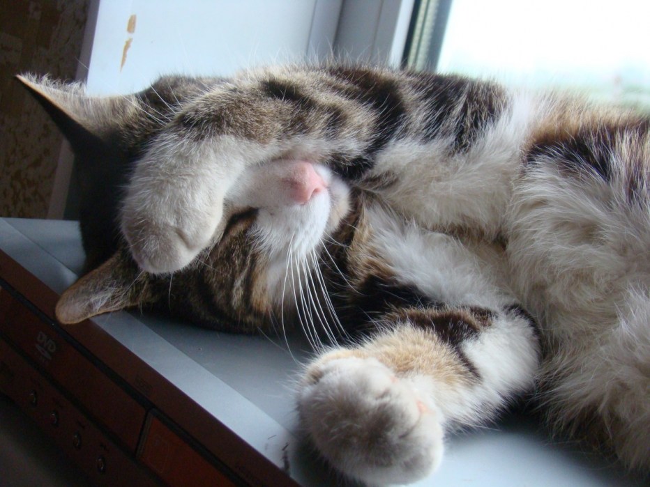 Коты прикольные морды