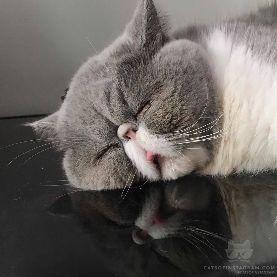 Спящий кот с высунутым языком