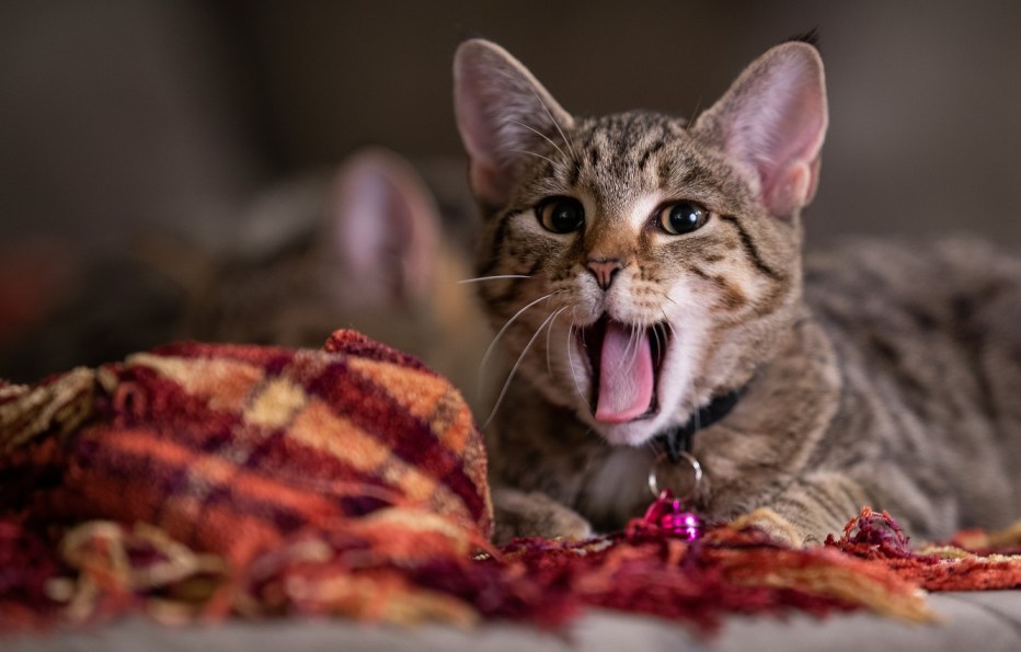 Маленькие котята зевают