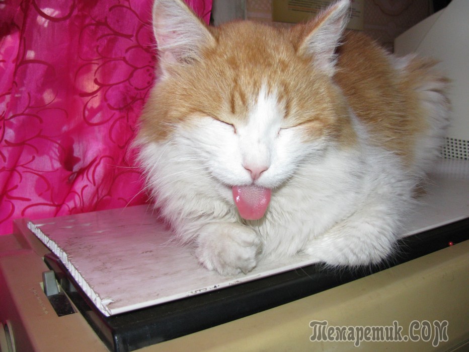 Смешные персидские коты