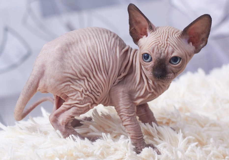 Сфинкс кот