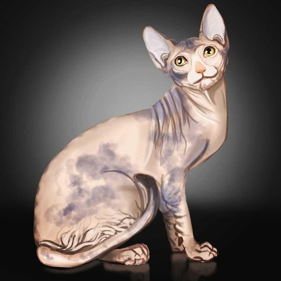 Кошка сфинкс tlleo