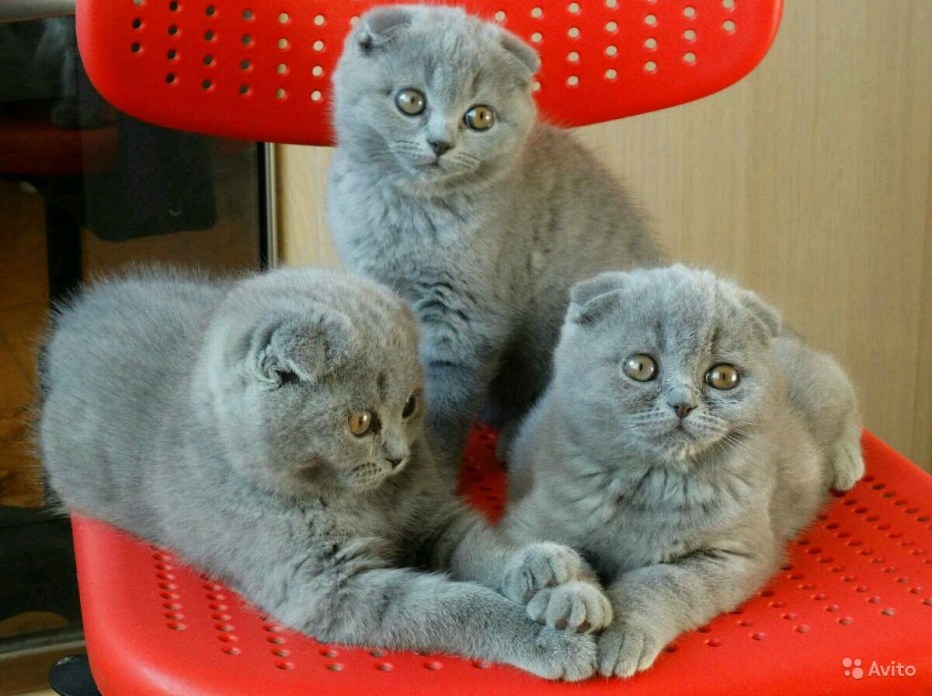 Скоттиш фолд британец вислоухий