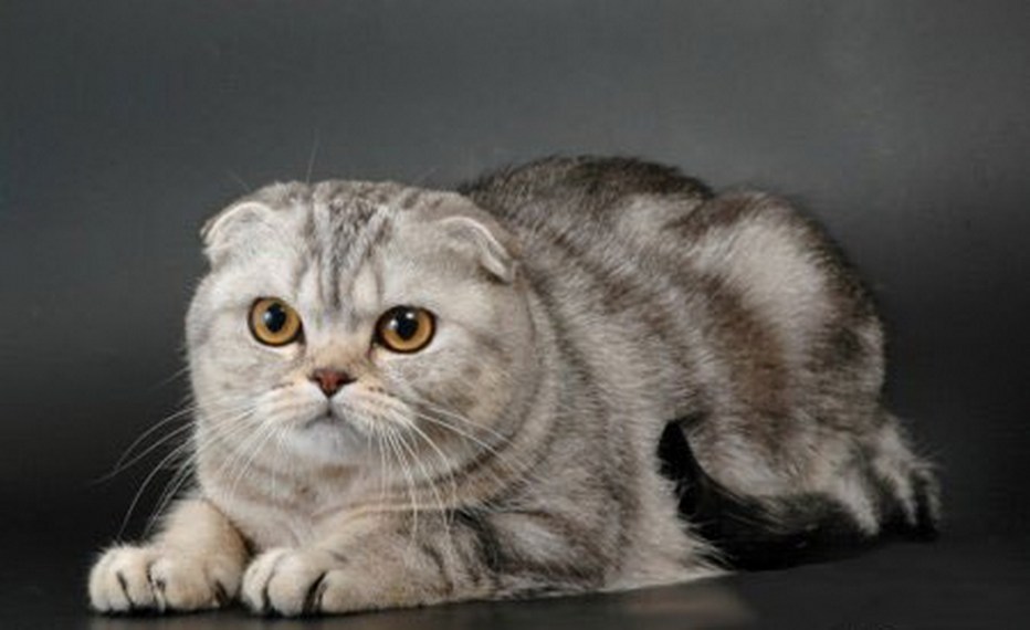 Скоттиш фолд котята серые