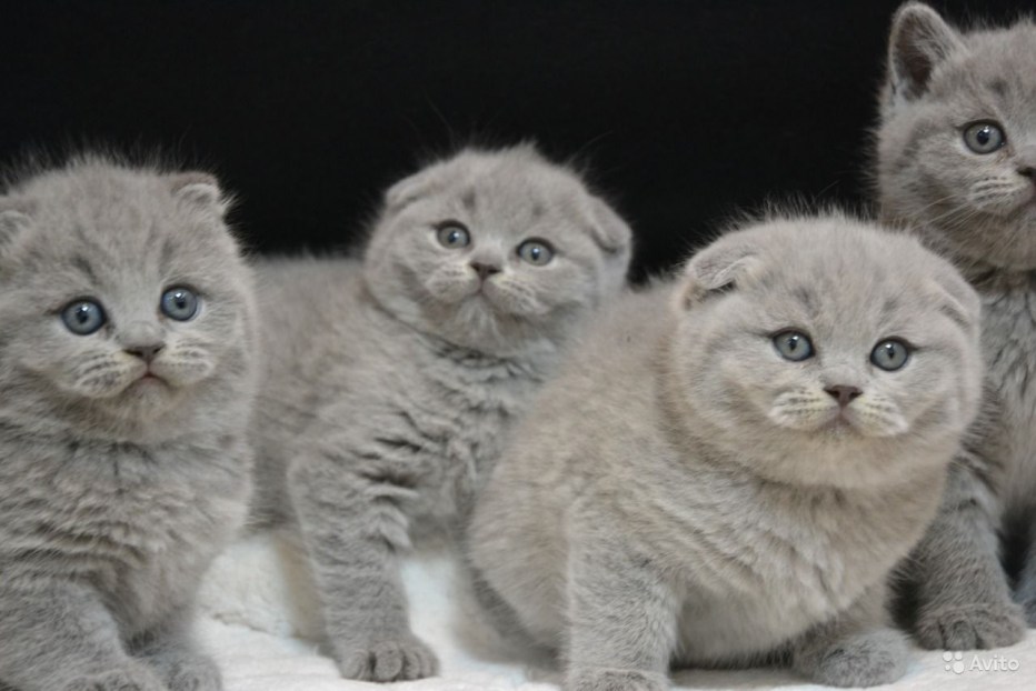 Котята от шотландской кошки