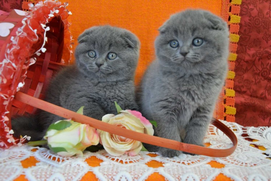 Коты Шотландские вислоухие скоттиш фолд