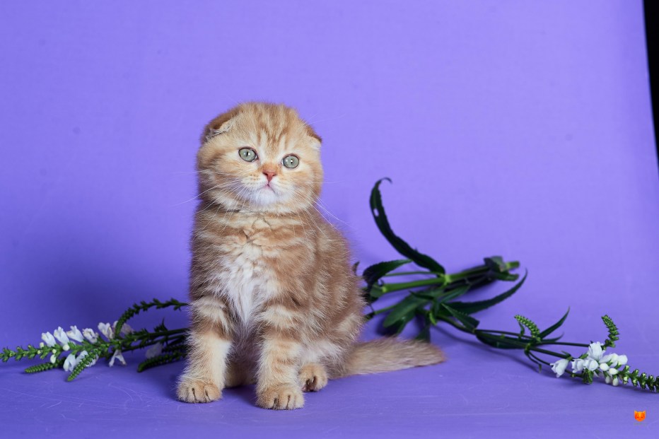 Шотландская вислоухая кошка шейдед
