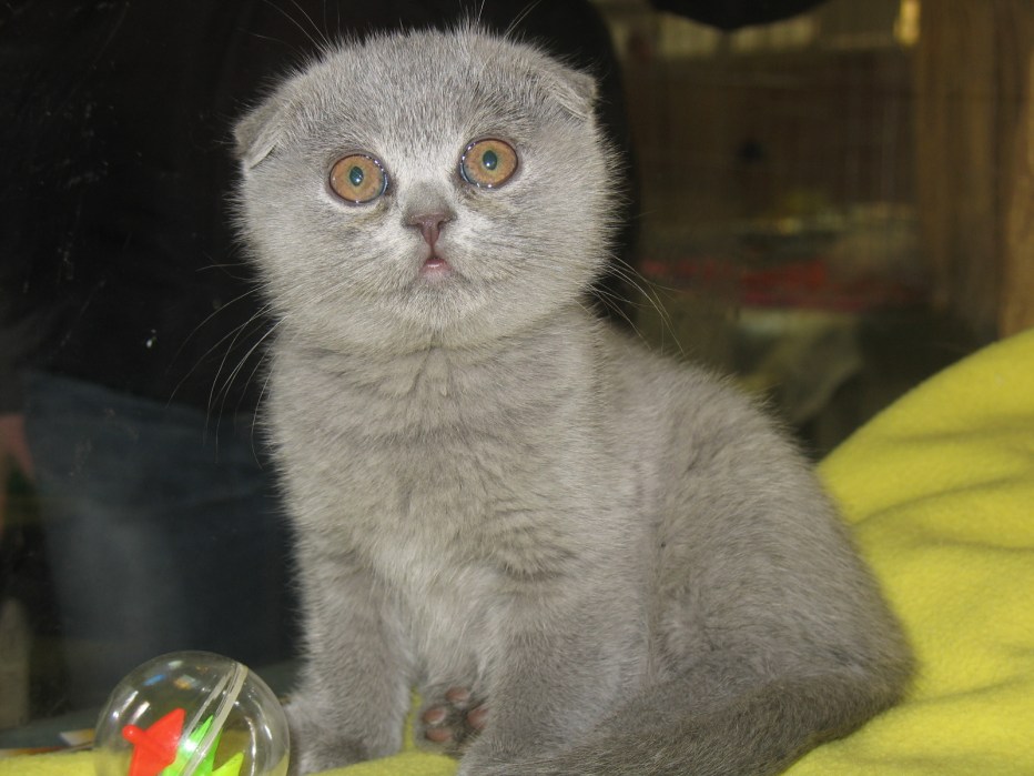 Вислоухий кот в Саяногорске