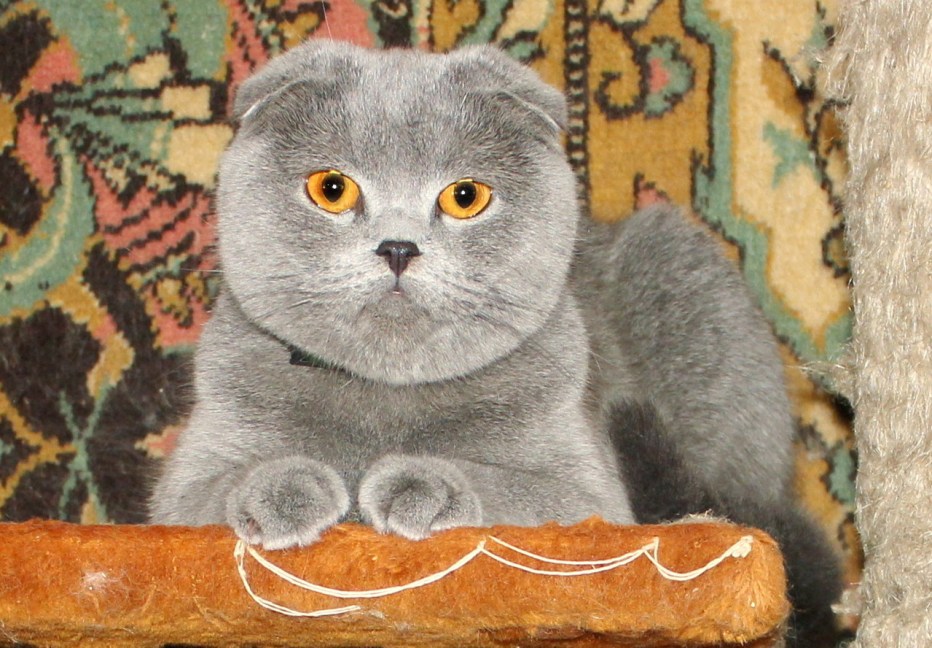 Питание вислоухого кота