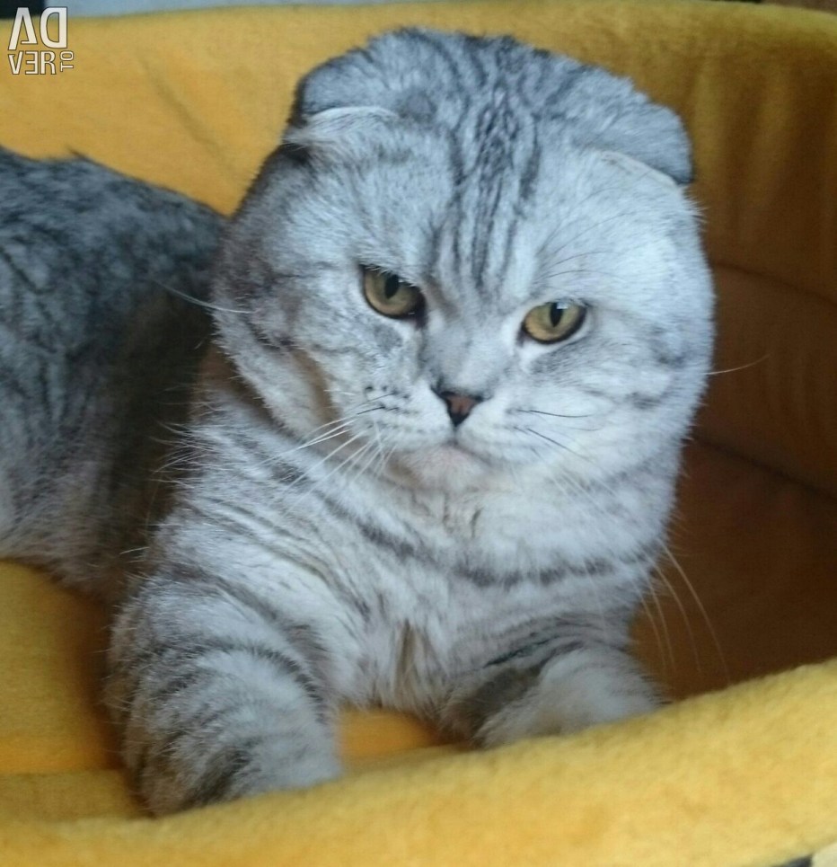 Американский скоттиш фолд