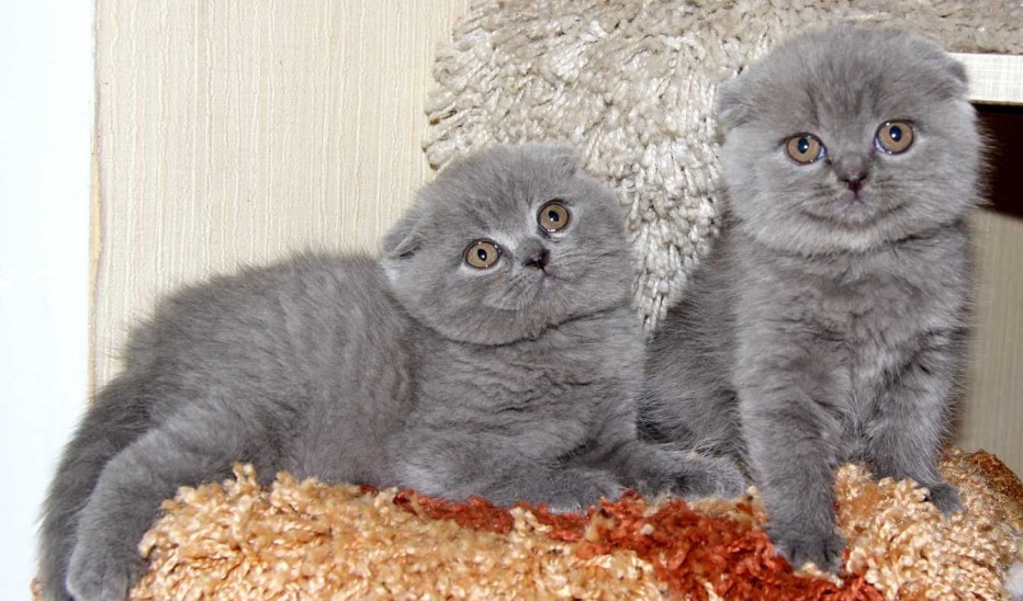 Скоттиш фолд кот голубой