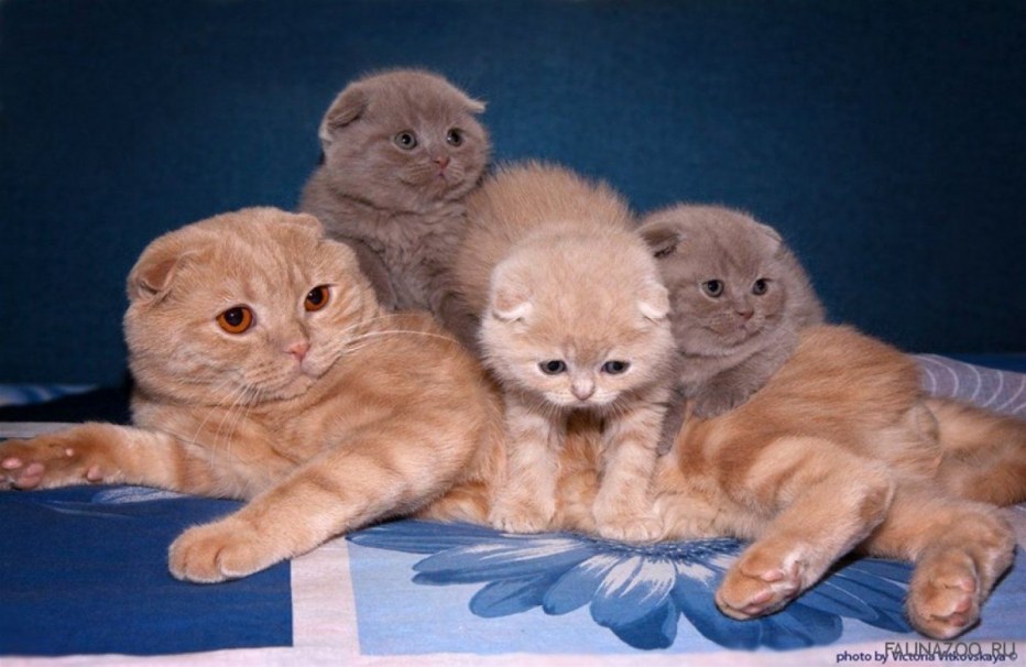 Шотландская вислоухая кошка 1 месяц
