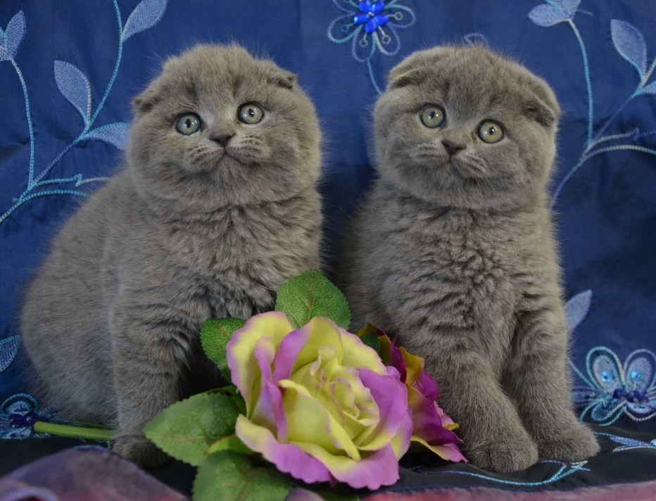 Уход за вислоухими котами