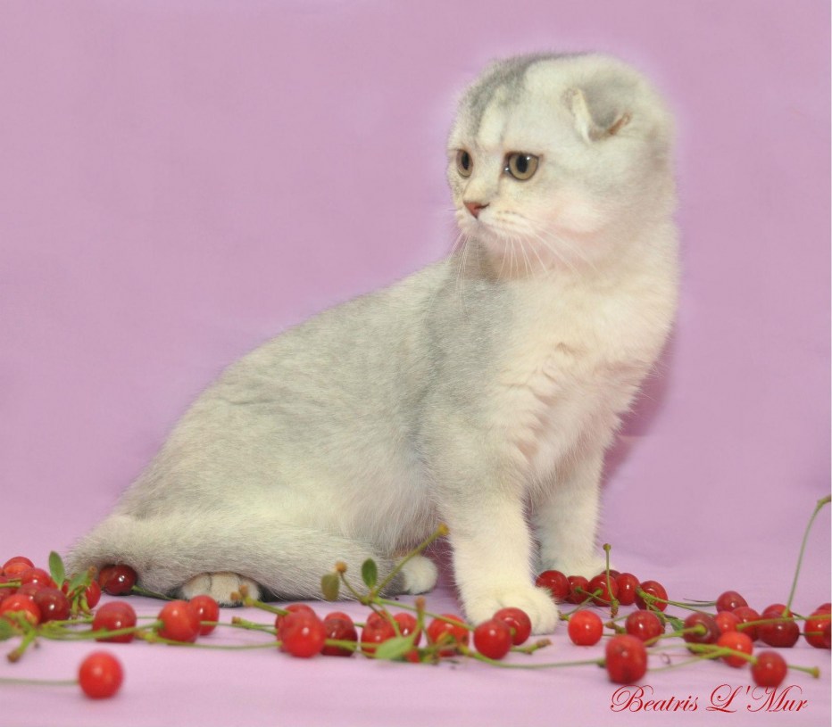 Британская вислоухая кошка