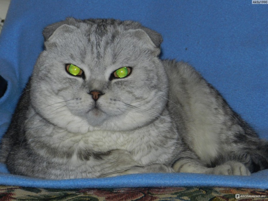 Скоттиш фолд котята