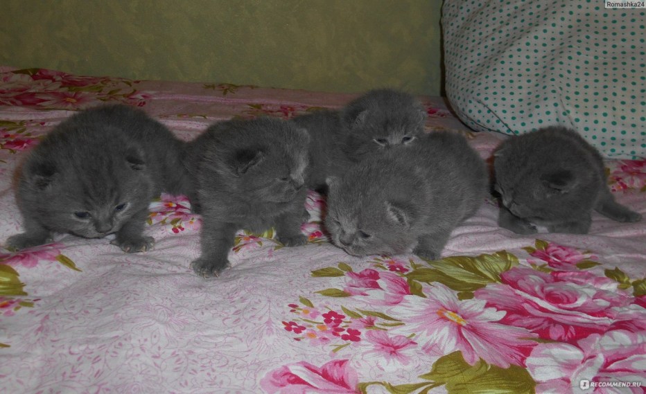 Скоттиш фолд британец вислоухий