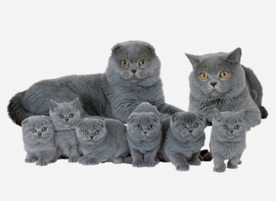 Британская вислоухая кошка