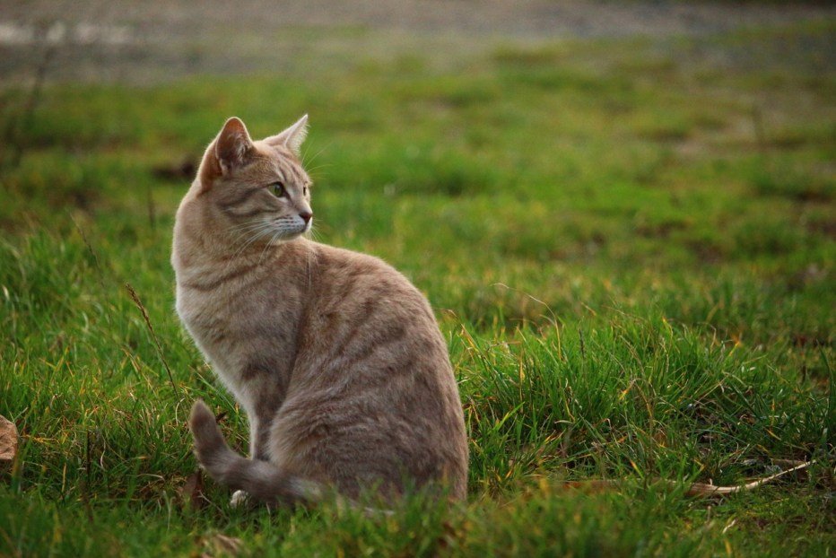 Кошка на природе