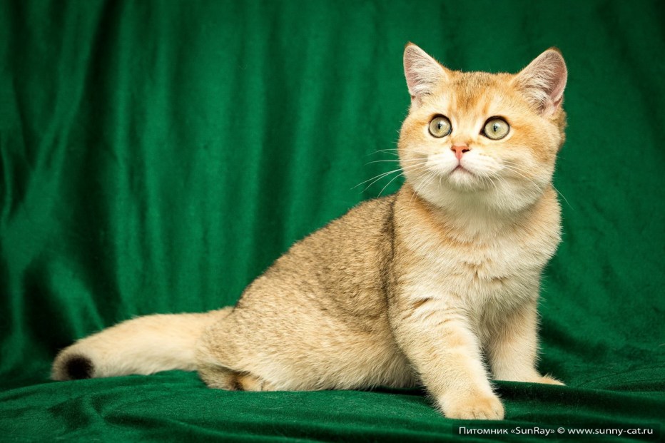 Колокольчик кошка