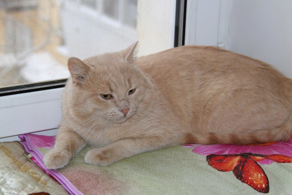Бледно рыжий кот