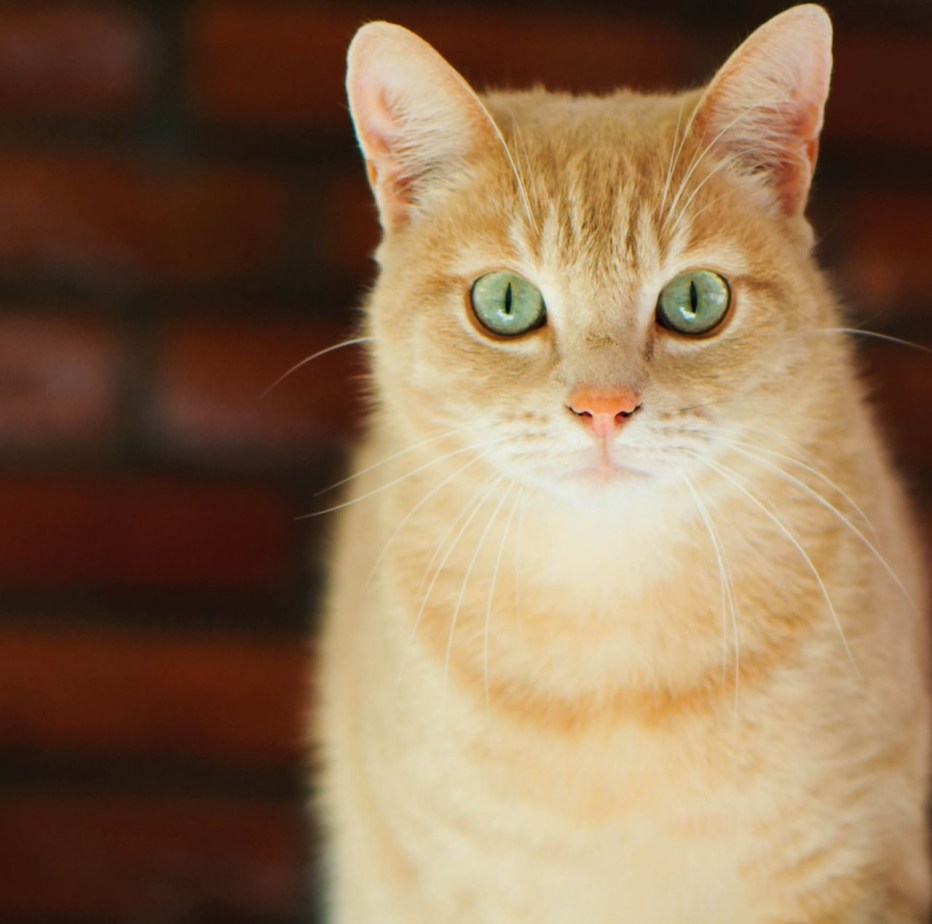 Палевый длинношерстный котёнок