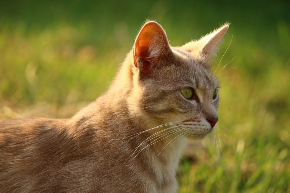 Персиковый британец котенок