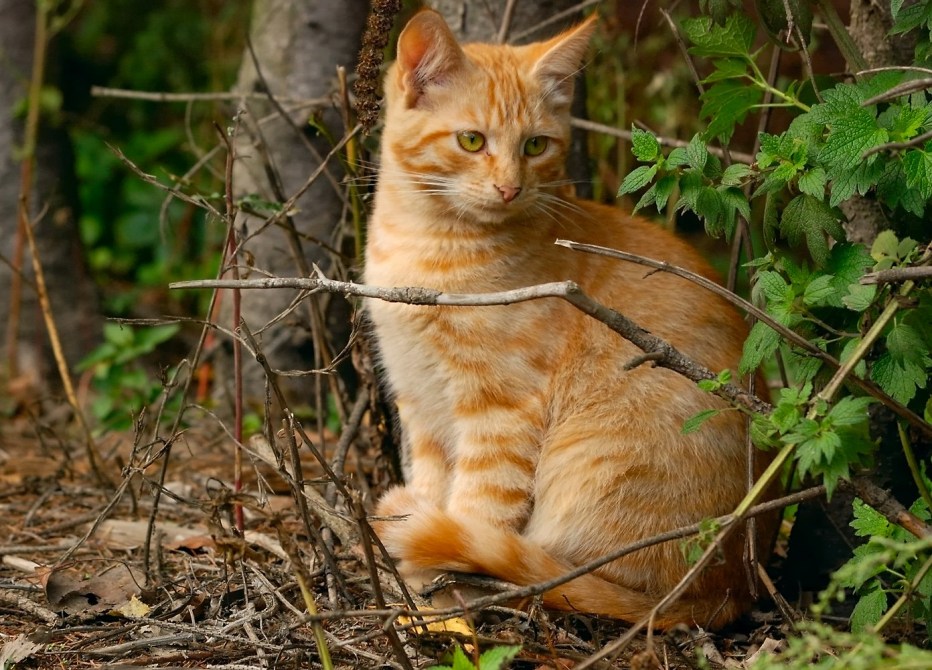 Цейлонская кошка рыжая