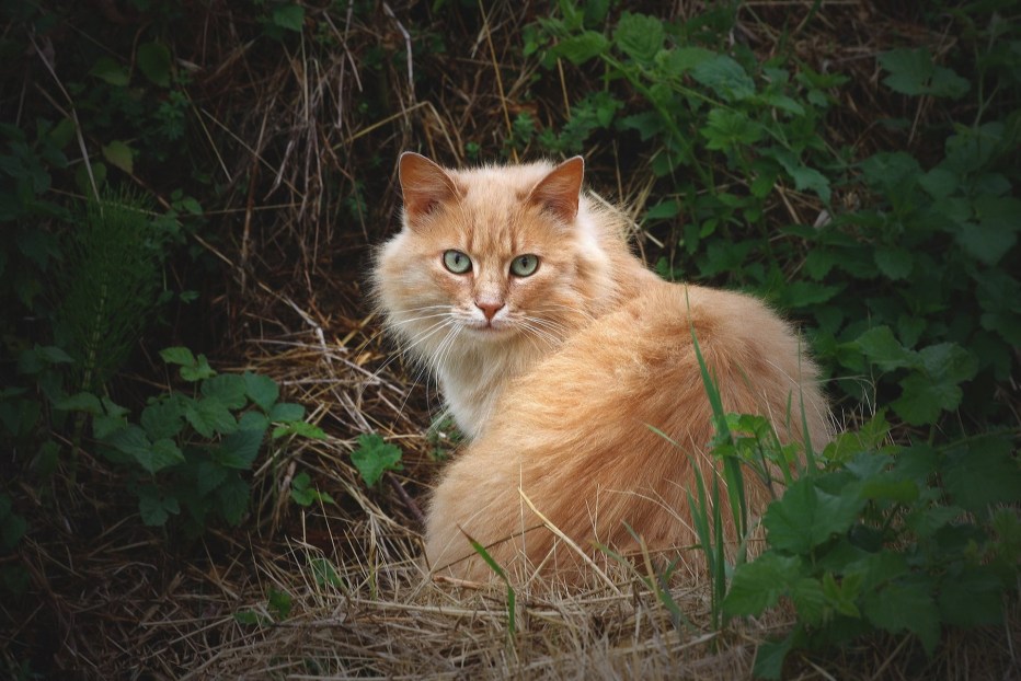 Норвежский Лесной кот рыжий с белым