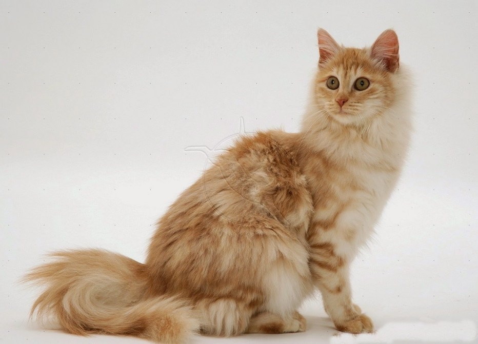 Палевый цвет кошки