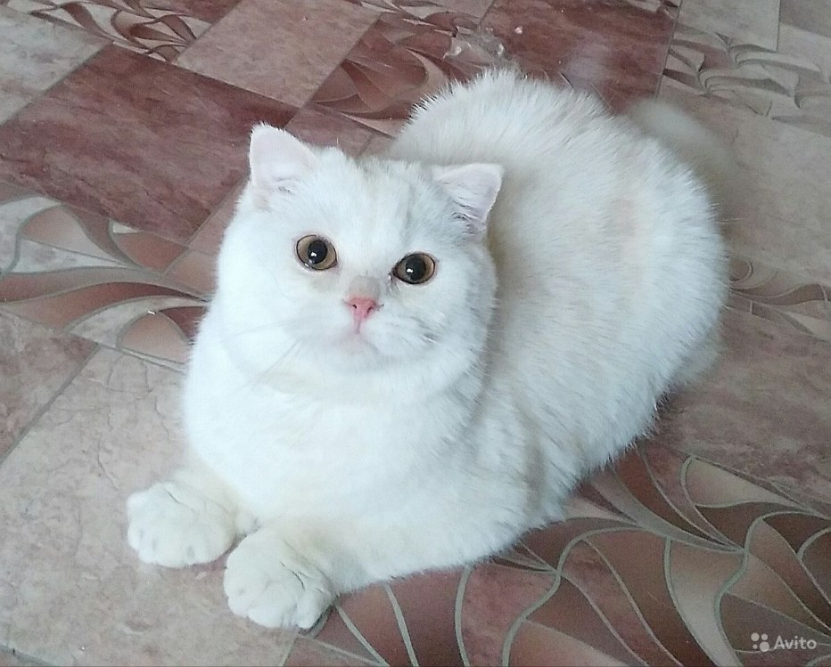 Шотландский кот камео