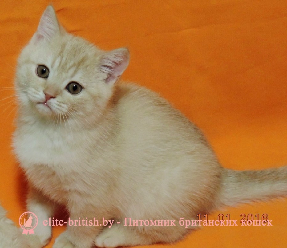 Шотландский скоттиш страйт