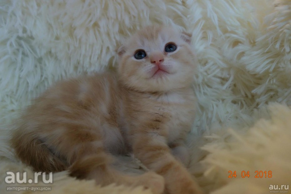 Котята котята вислоухие камео