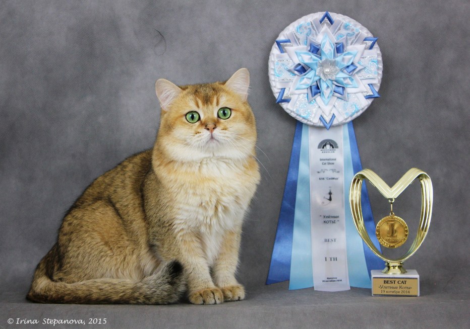 Шотландская кошка мраморный табби