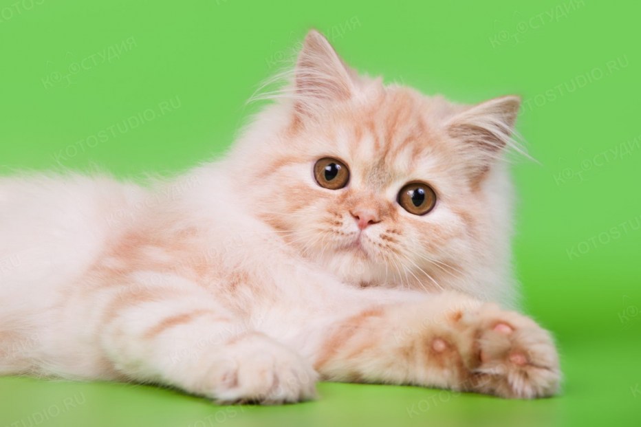 Кошка скоттиш страйт длинношерстная
